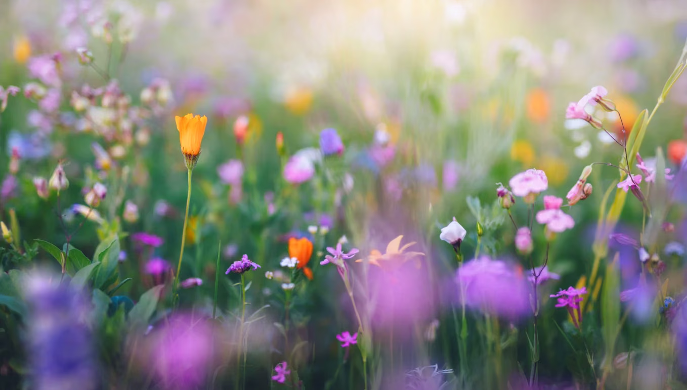 A soft-focus meadow of colorful flowers in gentle light.