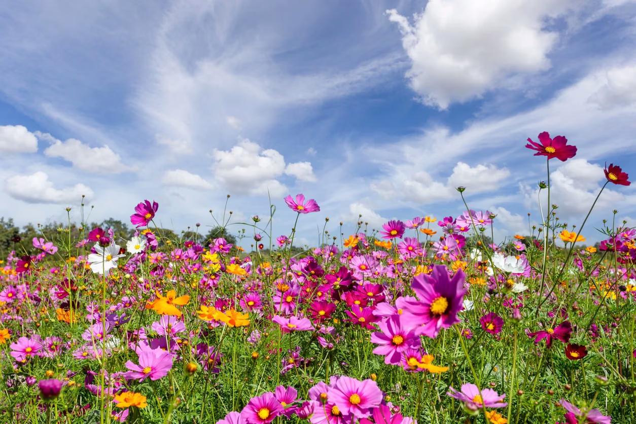 Pink and white cosmos flowers beneath a bright blue sky.