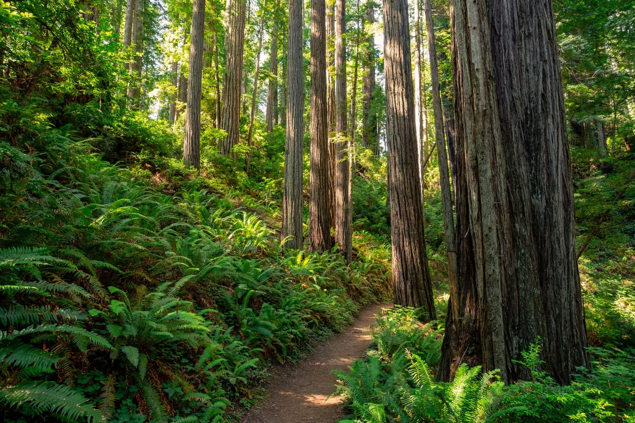 A narrow path winding through a green redwood forest.