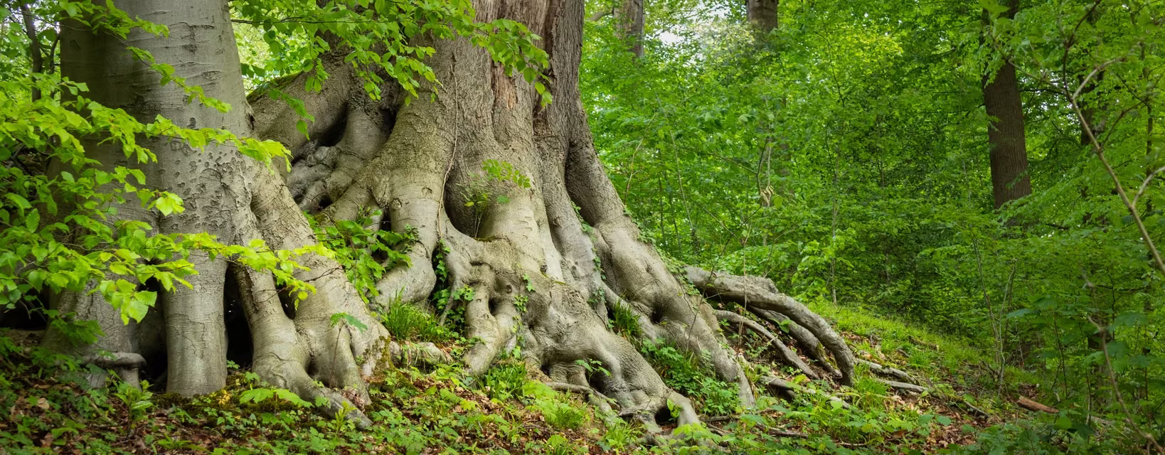 The strong roots of an old tree rising from a green woodland floor.