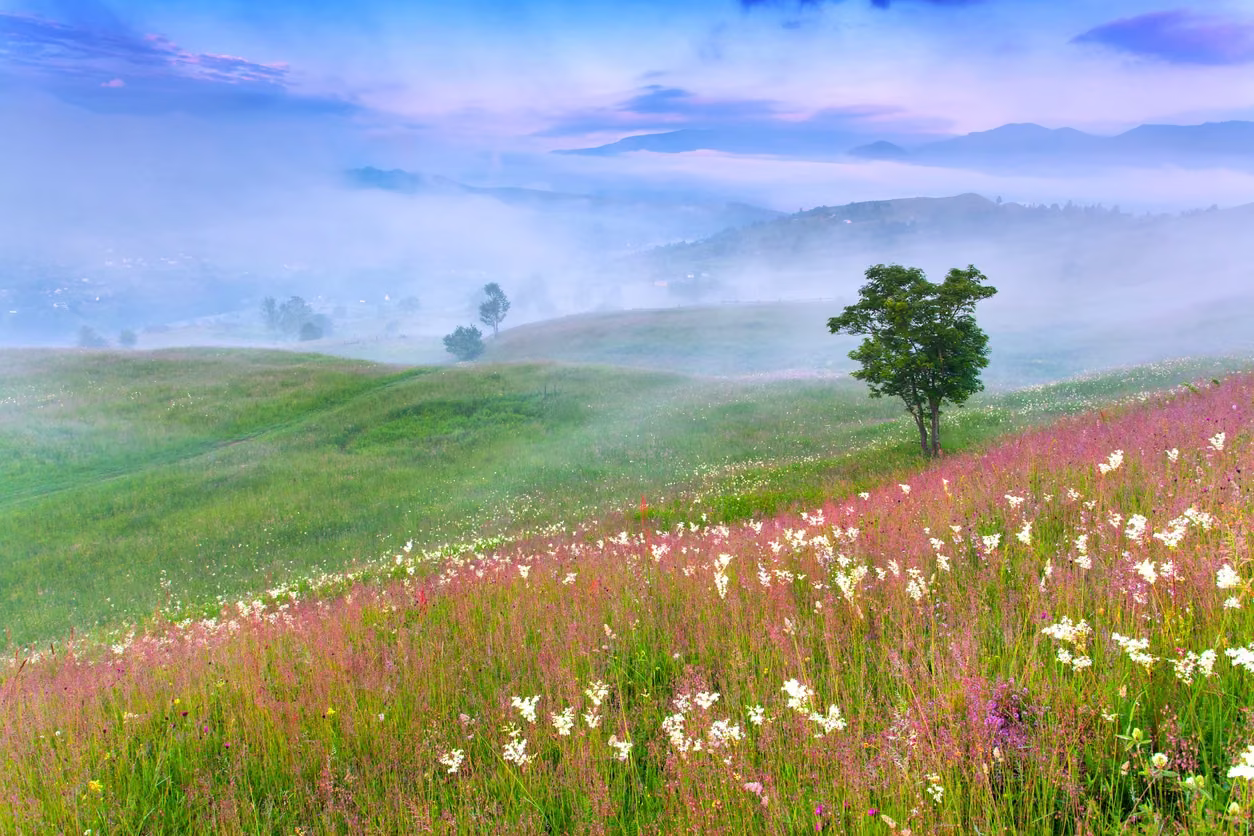 A wide meadow of small pink flowers beneath a soft blue sky.