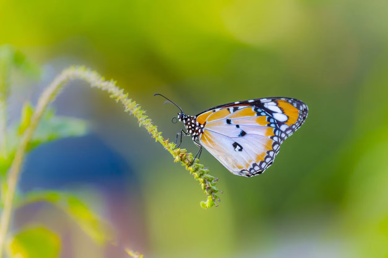 A delicate butterfly resting on a green stem in soft natural light.