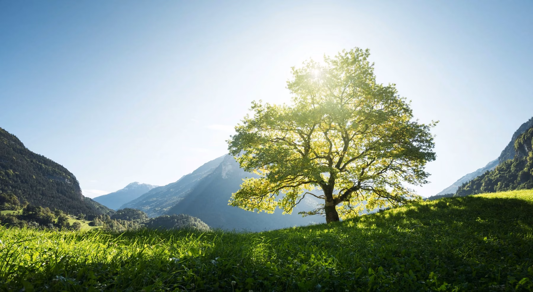 A sunlit tree standing in a green mountain valley.
