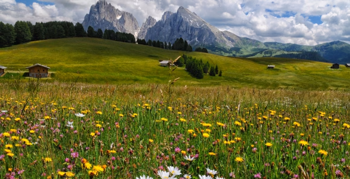 A flower-filled meadow with two mountains in the distance.